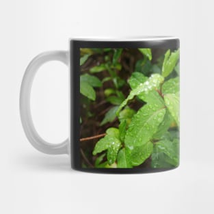 Water Drop or dew on Leaf with green background Mug